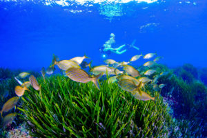 Buceo subacuático en Costa Cálida